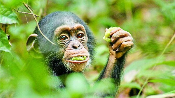 Шимпанзе в Уганде обнаружены использовать лекарственные растения